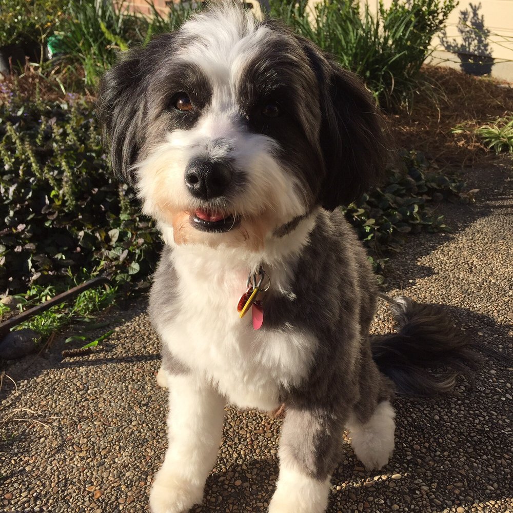 A scruffy collie mix cleaned up by PetSmart groomer! A scruffy collie mix cleaned up by PetSmart groomer!