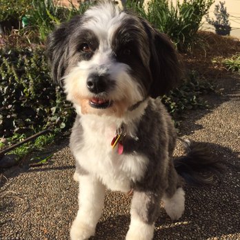 PetSmart - A scruffy collie mix cleaned up by PetSmart groomer! - Pet Training Near Me - Baton Rouge, Louisiana PetSmart - A scruffy collie mix cleaned up by PetSmart groomer! - Pet Training Near Me - Baton Rouge, Louisiana