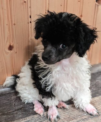 Available Now! Teacup Poodles - 🐾 Fulghum Safe Haven Kennel 🐾

🐶 Quality Puppies for Loving Families

At Fulghum Safe Haven Kennel, we take pride in raising healthy, well-socialized puppies. Our owner, Cheryl, treats each pup as if they were her own, ensuring they receive the best care and attention.

🌟 Available Puppies:

Reverse Brindle Pugs: We currently have two adorable reverse brindle pugs—one male and one female.
Black and White Teacup Poodles: Four charming teacup poodles are ready to find their forever homes.
🏆 Certified Breeding:

All our puppies are AKC certified, guaranteeing their pedigree and quality.
🩺 Health Assurance:

Each puppy comes with a comprehensive head-to-tail check-up from a licensed veterinarian.
Full AKC registration ensures you’re getting a genuine pedigree.
We offer a 1-year genetic guarantee for your peace of mind.
📞 Contact Us: For pricing or any questions, feel free to call us at (318) 218-9155.