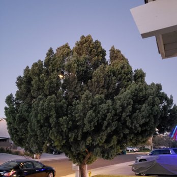Hernández Tree Services - Before cutting tree - Tree Services Near Me