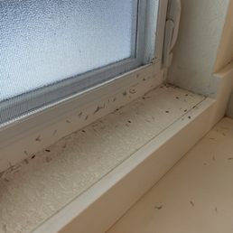 The aftermath of one night of partying bugs. Cleaned this up daily. The aftermath of one night of partying bugs. Cleaned this up daily.