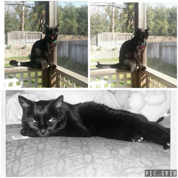 Placer SPCA - This is Salem. I adopted him in 2000 and he passed away 2013. I would definitely adopt another cat from SPCA great organization. - Animal Shelters Near Me - Roseville, California Placer SPCA - This is Salem. I adopted him in 2000 and he passed away 2013. I would definitely adopt another cat from SPCA great organization. - Animal Shelters Near Me - Roseville, California