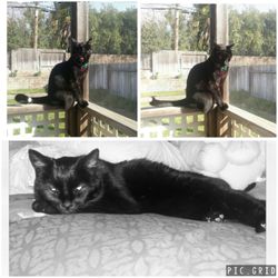 Placer SPCA - This is Salem. I adopted him in 2000 and he passed away 2013. I would definitely adopt another cat from SPCA great organization.