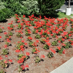 Emergency Room at UW Medical Center - Northwest - Flowers