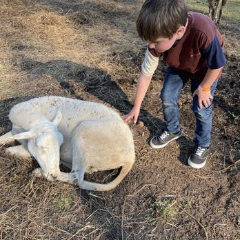 Shuckles Corn Maze At Fiddle Dee Farm - Small sheep petting zoo. - Attraction Farms Near Me - Greenbrier, Tennessee Shuckles Corn Maze At Fiddle Dee Farm - Small sheep petting zoo. - Attraction Farms Near Me - Greenbrier, Tennessee