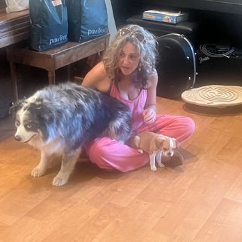Royal Frenchel - First day integration with our dear Aussie.. Django - Pet Breeders Near Me - Rainier, Washington Royal Frenchel - First day integration with our dear Aussie.. Django - Pet Breeders Near Me - Rainier, Washington