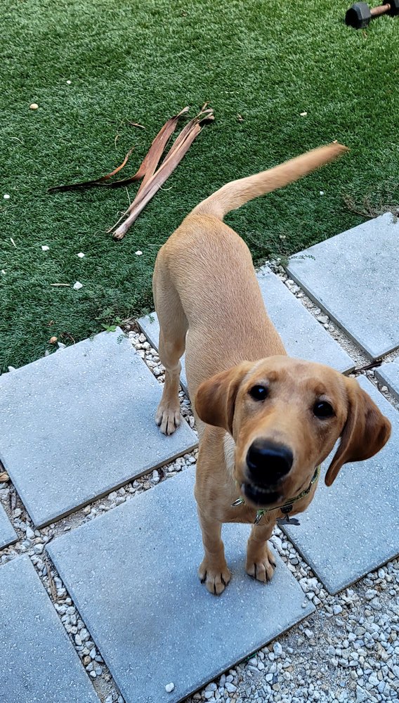 Keyzy Paws Image