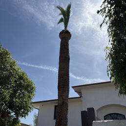 Took care of my pineapple tree the way i wanted it, only 4 leaves up top, normally they would make it look like a pineapple. Took care of my pineapple tree the way i wanted it, only 4 leaves up top, normally they would make it look like a pineapple.