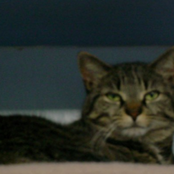 TLC Pet Haven - Pet Groomers Near Me - Sutton, Massachusetts