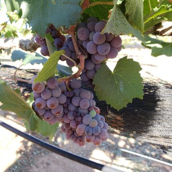 Vineyard Grant James - Grapes - Wineries Near Me - Ramona, California Vineyard Grant James - Grapes - Wineries Near Me - Ramona, California