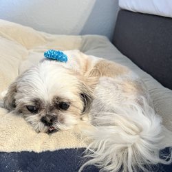 Pampered Puppies Gift Card