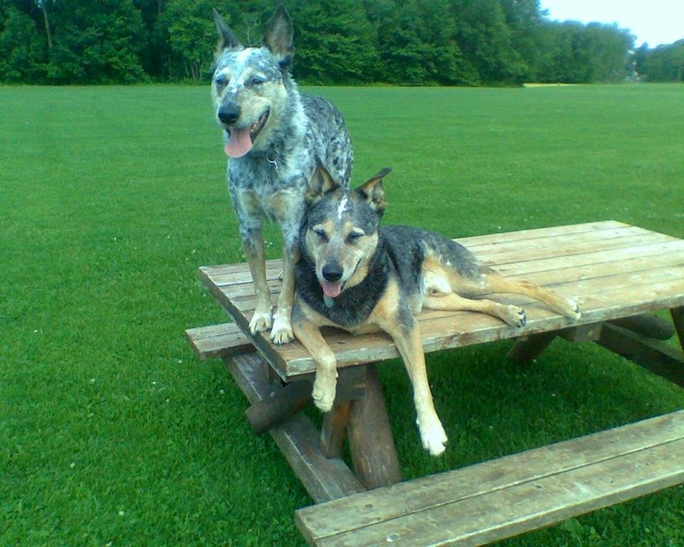 THE DOG LADY Request a Quote 701 Delaware Ave, Delmar, New York