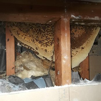 Beekeeper Nova - Structural removal - Pest Control Near Me