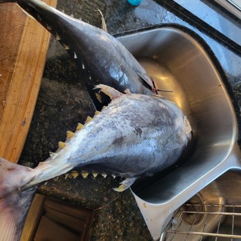 Tackle Shack USA - Yellowfin caught day after Tackle Shack advised what set up to use! - Hunting & Fishing Supplies Near Me - Los Angeles, California
