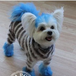 Paw Spa - We do color