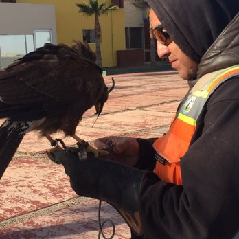 Aeropuerto Internacional de Mexicali - Falcon, beautiful creature! Look at that beak! - Airports Near Me - Mexicali, BCN Aeropuerto Internacional de Mexicali - Falcon, beautiful creature! Look at that beak! - Airports Near Me - Mexicali, BCN