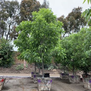 Moon Valley Nurseries - Tree Services Near Me - Irvine, California