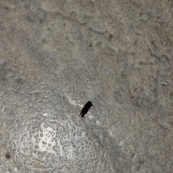 Sandcastle Motel - Found a dead insect. Not sure what else is living or dead in the walls and ceiling - Hotels Near Me - Rehoboth Beach, Delaware Sandcastle Motel - Found a dead insect. Not sure what else is living or dead in the walls and ceiling - Hotels Near Me - Rehoboth Beach, Delaware