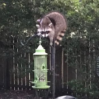 Woodlands Wildlife Elimination - Pest Control Near Me - Spring, Texas Woodlands Wildlife Elimination - Pest Control Near Me - Spring, Texas