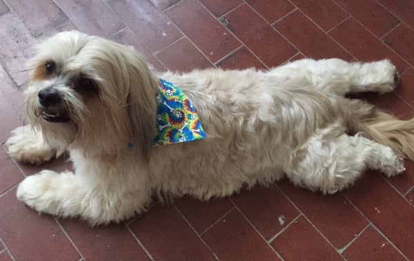 Furside East Atlanta Pet Grooming by null