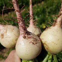 Pinnacle Farms