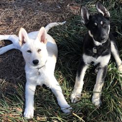 Customized K-9 Professional Dog Training - 4 month old German Shepherd puppies