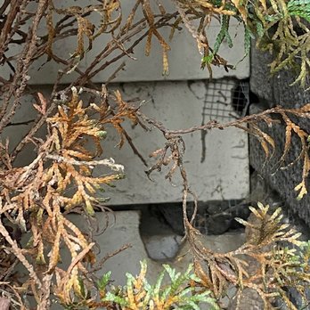 Saela - Pest Control Near Me - Lynnwood, Washington Saela - Pest Control Near Me - Lynnwood, Washington