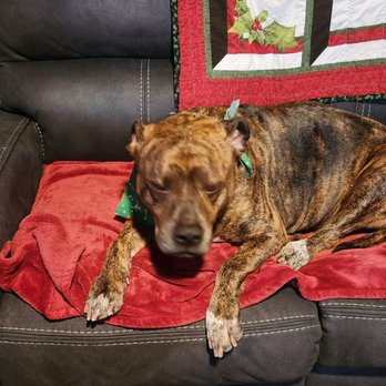 Kumos Mobile Pet Spaw - Pet Groomers Near Me Kumos Mobile Pet Spaw - Pet Groomers Near Me