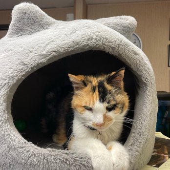 Nunez Auto Repair - Lucy the Nunez Auto Repair shop cat. If you know you know. - Auto Repair Near Me - Santa Ana, California Nunez Auto Repair - Lucy the Nunez Auto Repair shop cat. If you know you know. - Auto Repair Near Me - Santa Ana, California