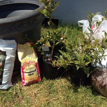 Los Osos Valley Nursery - Sharp blue Blueberry bush and  a Misty - Nurseries & Gardening Near Me - Los Osos, California