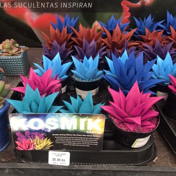 Lowe's Home Improvement - Succulents. - Hardware Stores Near Me - Sunnyvale, California