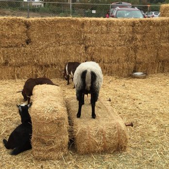 Pumpkin Palooza - Petting zoo and other activities for kids - Pumpkin Patches Near Me - Carlsbad, California Pumpkin Palooza - Petting zoo and other activities for kids - Pumpkin Patches Near Me - Carlsbad, California