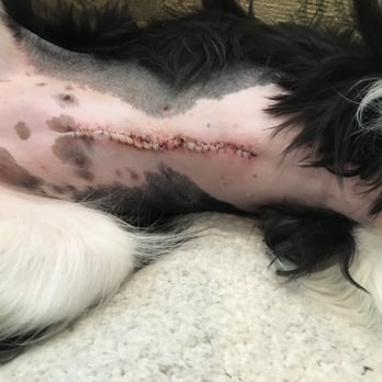 VCA ASEC - Abby's incision - Emergency Pet Hospital Near Me - Los Angeles, California VCA ASEC - Abby's incision - Emergency Pet Hospital Near Me - Los Angeles, California