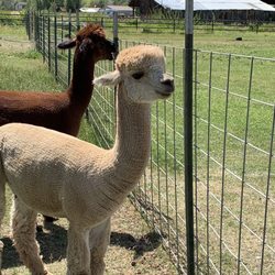 Blue Moon Ranch