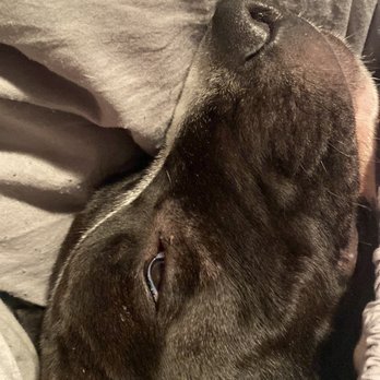White Pine Veterinary Practice - Third day. Dead! - Veterinarians Near Me - White Pine, Tennessee