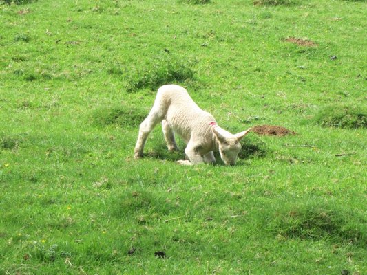 National Trust - Snowshill Manor and Garden by null
