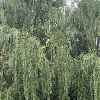 Arbor Max Tree Service - Damaged willow tree, close up - Tree Services Near Me - Reading, Pennsylvania Arbor Max Tree Service - Damaged willow tree, close up - Tree Services Near Me - Reading, Pennsylvania