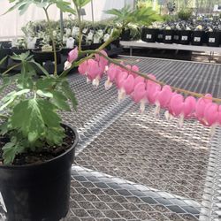 Heartland Nursery - Bleeding heart