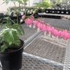 Heartland Nursery gift card