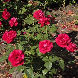 Fontana Park - The Red Roses.