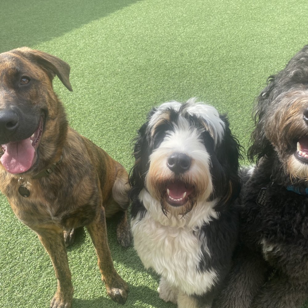 A Bark Idea - Pet Training Near Me - Redondo Beach, California A Bark Idea - Pet Training Near Me - Redondo Beach, California