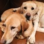 Photo of American Lab Rescue
