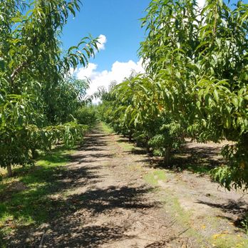 Apple Annie's Orchard - Roles of peach trees - Farmers Market Near Me - Willcox, Arizona