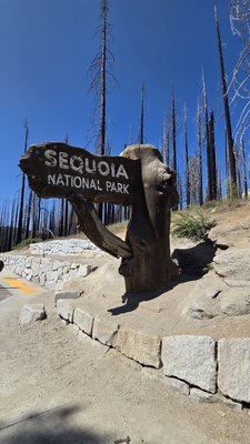 General Sherman Tree by null