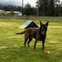 Photo of Doggone U Dog Training