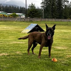 Doggone U Dog Training - My Malinois at Doggone U at boarding, in their large play field.