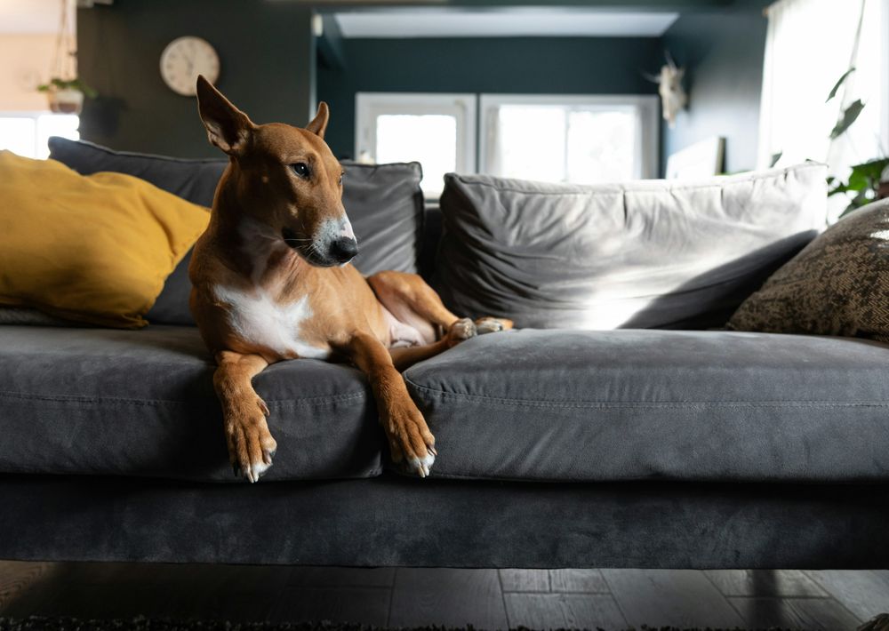 The Diamond Leash Club - pet boarding facility in Stamford, CT