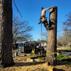 Timber In Systems