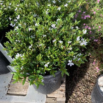 Regan Nursery - Nurseries & Gardening Near Me - Fremont, California Regan Nursery - Nurseries & Gardening Near Me - Fremont, California