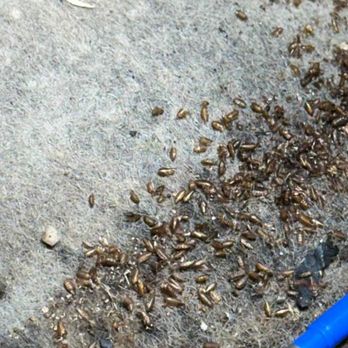 D-Solution Extermination - Pest Control Near Me - Beloeil, Quebec